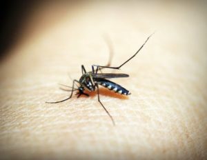 mosquito bite rashes