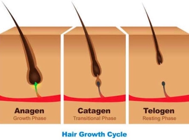 hair growth cycle-wonderparenting