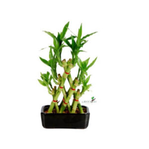 bamboo-plant-diwali-gift-ideas-wonderparenting